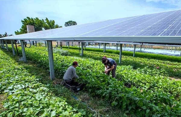 ứng dụng của Điện mặt trời kết hợp nông nghiệp