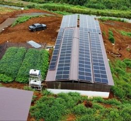 Điện mặt trời kết hợp nông nghiệp: Những ưu điểm & hạn chế